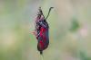 Zygaena loti